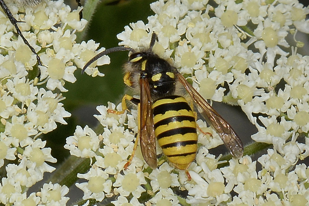 Vespula vulgaris? No, Dolichovespula sylvestris